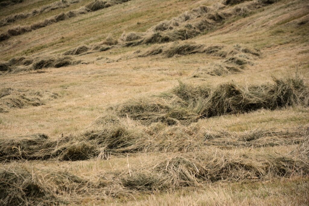 Récolte de foin dans un champ, avec de longs andains bien formés : une étape clé pour garantir un fourrage de qualité, riche en fibres, pour l’alimentation des chevaux.