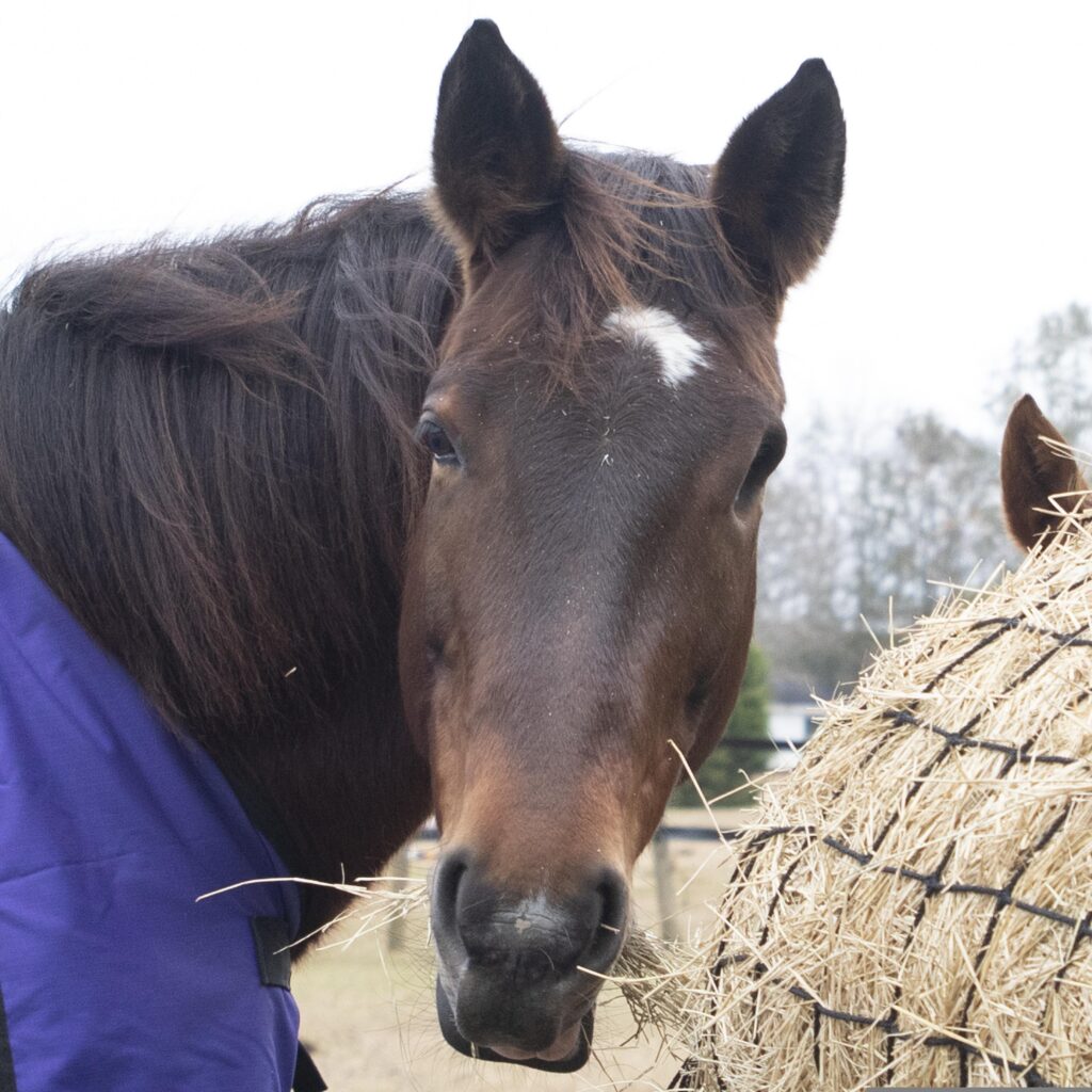 Cheval en train de manger du foin dans un filet à foin, méthode favorisant une ingestion lente et naturelle des fibres.