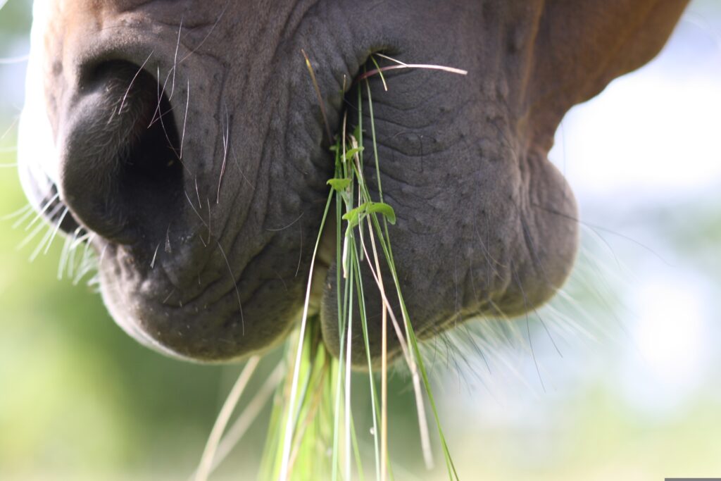 cheval en train de mâcher de l’herbe, illustrant l’importance des fibres dans l’alimentation équine